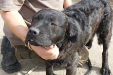 DENES, Hund, Labrador-Mix in Ungarn - Bild 3