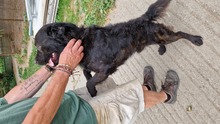 DENES, Hund, Labrador-Mix in Ungarn - Bild 7