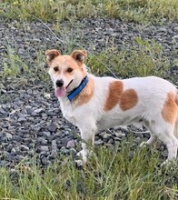 MARK, Hund, Mischlingshund in Berlin