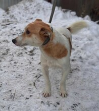 MARK, Hund, Mischlingshund in Berlin - Bild 2