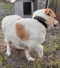 MARK, Hund, Mischlingshund in Berlin - Bild 4