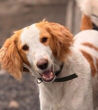 ANZOR, Hund, Barsoi-Mix in Berlin - Bild 2