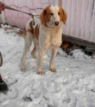 ANZOR, Hund, Barsoi-Mix in Berlin - Bild 3