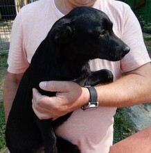 FREDI, Hund, Dackel-Mix in Ungarn - Bild 2