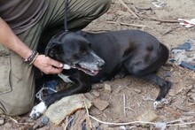 JOLAN, Hund, Dalmatiner-Mix in Ungarn - Bild 2