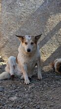 LENNIUNDLOKI, Hund, Mischlingshund in Rumänien - Bild 2