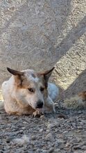 LENNIUNDLOKI, Hund, Mischlingshund in Rumänien - Bild 3