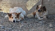 LENNIUNDLOKI, Hund, Mischlingshund in Rumänien - Bild 7