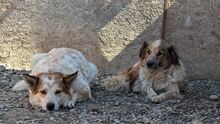 LENNIUNDLOKI, Hund, Mischlingshund in Rumänien - Bild 8