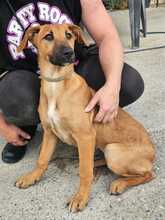 ARTEMIS, Hund, Malinois-Podenco-Mix in Spanien - Bild 2