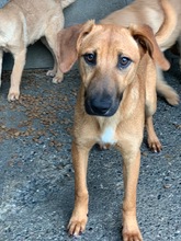 ARTEMIS, Hund, Malinois-Podenco-Mix in Spanien - Bild 3