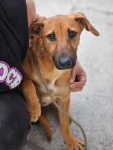 ARTEMIS, Hund, Malinois-Podenco-Mix in Spanien - Bild 5