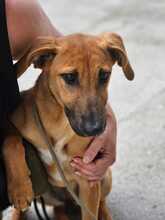 ARTEMIS, Hund, Malinois-Podenco-Mix in Spanien - Bild 7