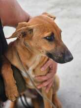 ARTEMIS, Hund, Malinois-Podenco-Mix in Spanien - Bild 9