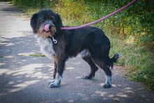 MOGLI, Hund, Terrier-Mix in Rumänien - Bild 1