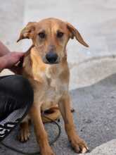 HERMES, Hund, Malinois-Podenco-Mix in Spanien - Bild 4