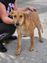 HERMES, Hund, Malinois-Podenco-Mix in Spanien - Bild 5