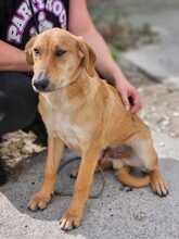 HERMES, Hund, Malinois-Podenco-Mix in Spanien - Bild 7