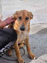 HERMES, Hund, Malinois-Podenco-Mix in Spanien - Bild 8