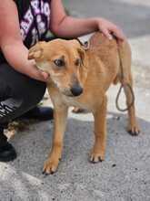 HERMES, Hund, Malinois-Podenco-Mix in Spanien - Bild 9