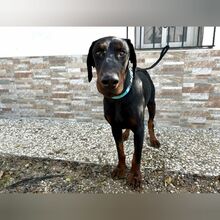 YAKOB, Hund, Dobermann in Spanien - Bild 2