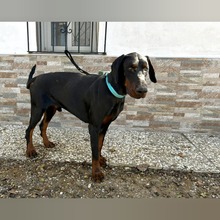 YAKOB, Hund, Dobermann in Spanien - Bild 3