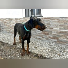 YAKOB, Hund, Dobermann in Spanien - Bild 4