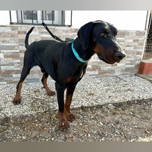 YAKOB, Hund, Dobermann in Spanien - Bild 5