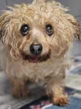 LUCIE, Hund, Yorkshire Terrier-Mix in Spanien - Bild 1