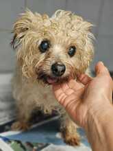 LUCIE, Hund, Yorkshire Terrier-Mix in Spanien - Bild 3