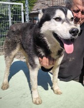 KELLI, Hund, Siberian Husky-Mix in Ungarn