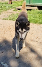 KELLI, Hund, Siberian Husky-Mix in Ungarn - Bild 10