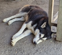 KELLI, Hund, Siberian Husky-Mix in Ungarn - Bild 12