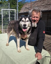 KELLI, Hund, Siberian Husky-Mix in Ungarn - Bild 2