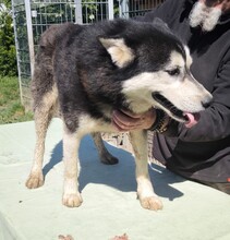 KELLI, Hund, Siberian Husky-Mix in Ungarn - Bild 3