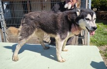 KELLI, Hund, Siberian Husky-Mix in Ungarn - Bild 4