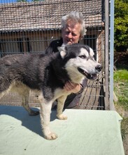 KELLI, Hund, Siberian Husky-Mix in Ungarn - Bild 5