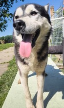 KELLI, Hund, Siberian Husky-Mix in Ungarn - Bild 6