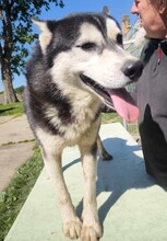 KELLI, Hund, Siberian Husky-Mix in Ungarn - Bild 7