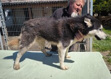 KELLI, Hund, Siberian Husky-Mix in Ungarn - Bild 8