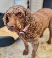 YOLI, Hund, Wasserhund in Spanien - Bild 1