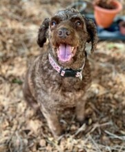 YOLI, Hund, Wasserhund in Spanien - Bild 2