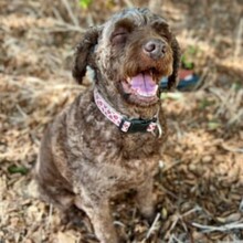 YOLI, Hund, Wasserhund in Spanien - Bild 3