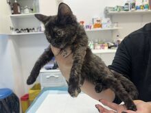 TAMMY, Katze, Europäisch Kurzhaar in Rumänien - Bild 6