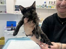 TAMMY, Katze, Europäisch Kurzhaar in Rumänien - Bild 7