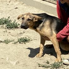 LARA, Hund, Deutscher Schäferhund-Mix in Ungarn - Bild 1