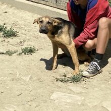 LARA, Hund, Deutscher Schäferhund-Mix in Ungarn - Bild 2