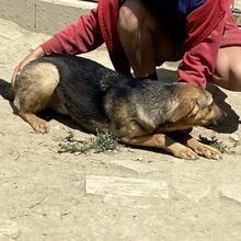 LARA, Hund, Deutscher Schäferhund-Mix in Ungarn - Bild 3