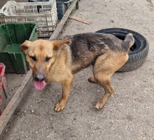 LARA, Hund, Deutscher Schäferhund-Mix in Ungarn - Bild 4