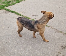 LARA, Hund, Deutscher Schäferhund-Mix in Ungarn - Bild 5
